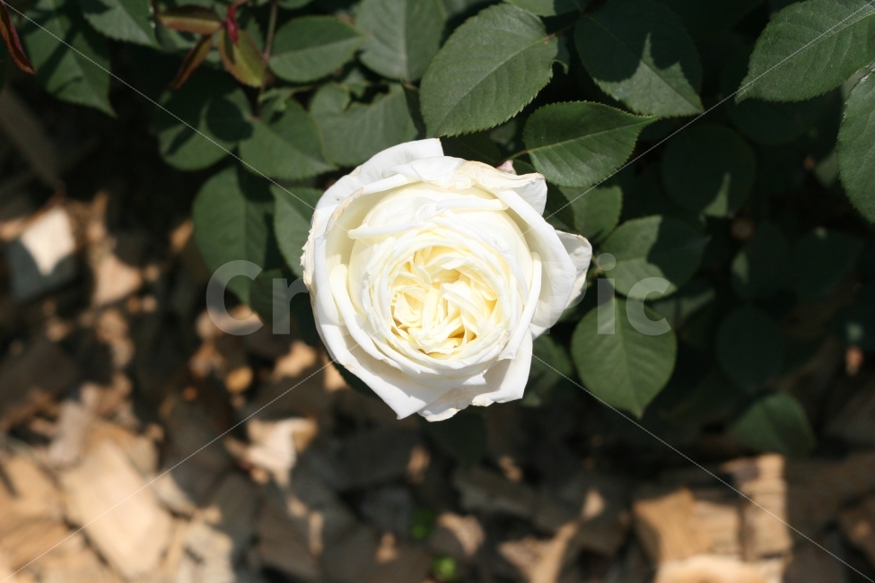 자연,사물,꽃,장미꽃,백장미,외국장미,식물,자연,plants,nature,꽃,flower