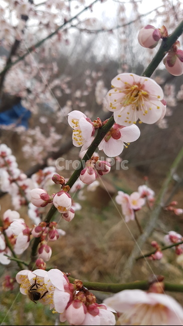매화,꽃,봄,나무,계절,봄,계절,spring,season,식물,자연,plants,nature,꽃,flower,plant,blossom