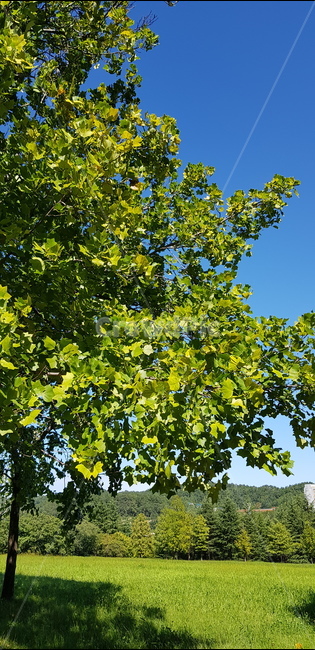 plant,식물,나무,tree,treetrunk,식물,자연,plants,nature,나무,trees,wood