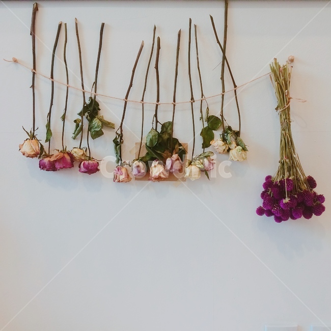 장미,꽃,자연,식물,flower,rose,nature,plants