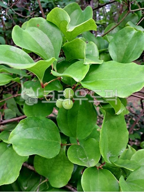 망개나무,망개열매,음식,food,잎,leaf