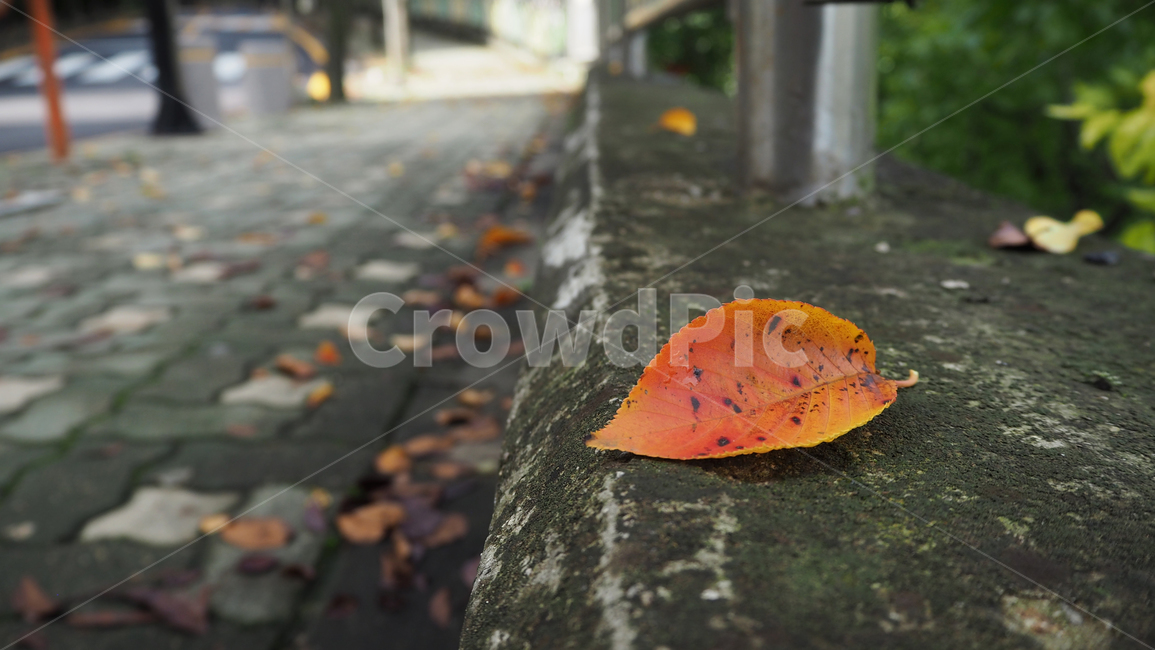잎,낙엽,leaf,walkway,보도,fallenleaves,fallen,식물,자연,plants,nature