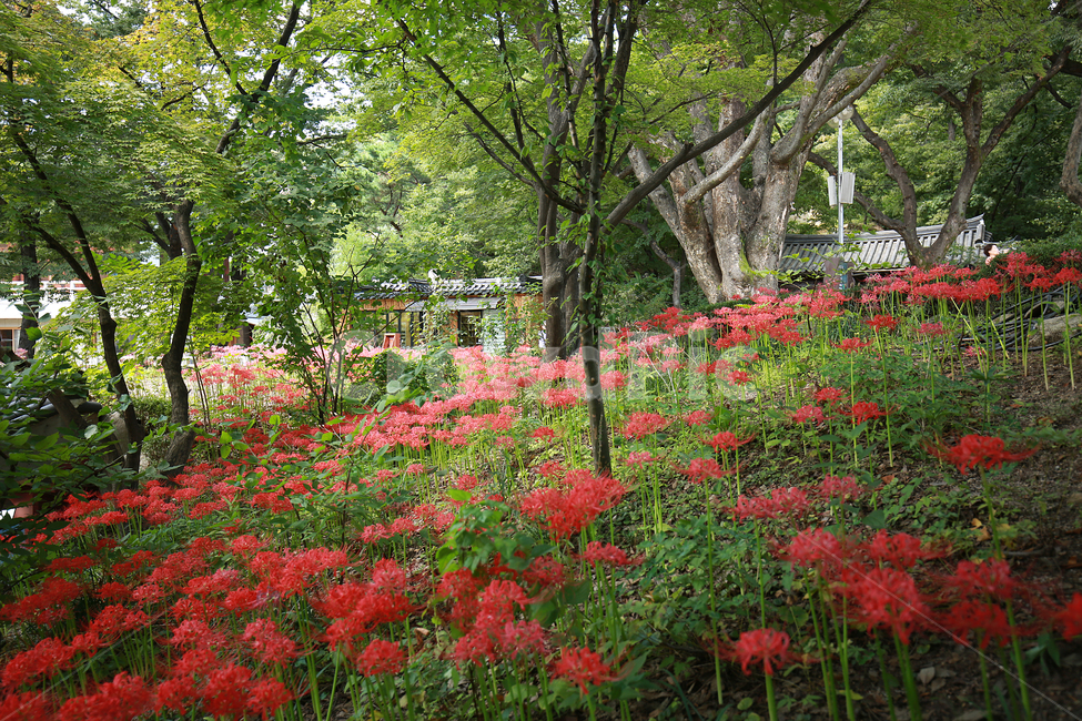 꽃,빨강,길상사,꽃무릇,상사화,flower,lily,red,자연,풍경,nature,landscape,식물,plants,꽃,flower,garden,정원,outdoors,옥외