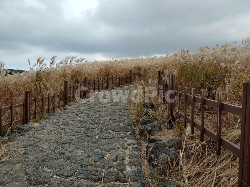 갈대,억새,억새밭,외떡잎식물,여러해살이풀,속씨식물,갈대밭,가을,계절,fall,autumn,season,자연,풍경,nature,landscape,grass,잔디,plant,식물,ground,바닥