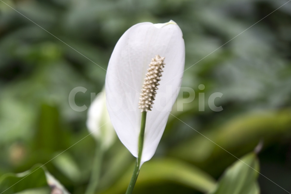 꽃,비오는날,생태관,식물,야생화,여름,울산,울산대공원,flower,식물,자연,plants,nature,꽃,flower