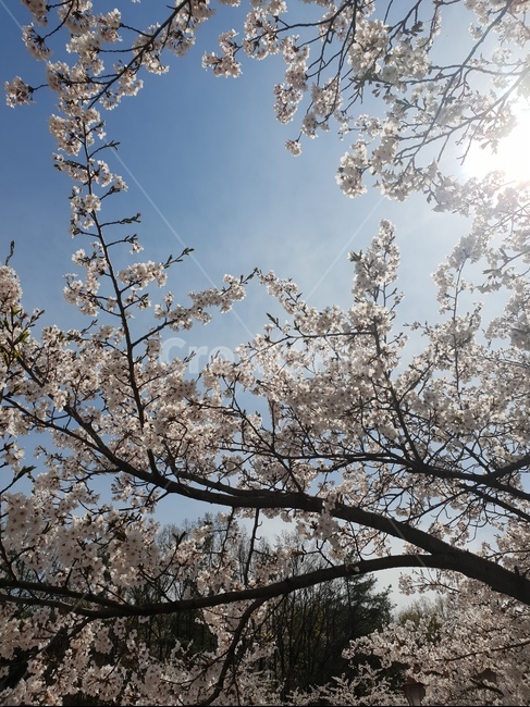벚꽃,봄,봄하늘,cherryblossom,spring,sakura