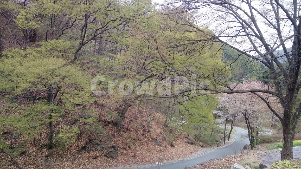 경관,경치,풍경,자연,봄