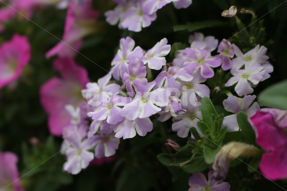 꽃,들꽃,접사,감성,자연,식물,자연,plants,nature,꽃,flower