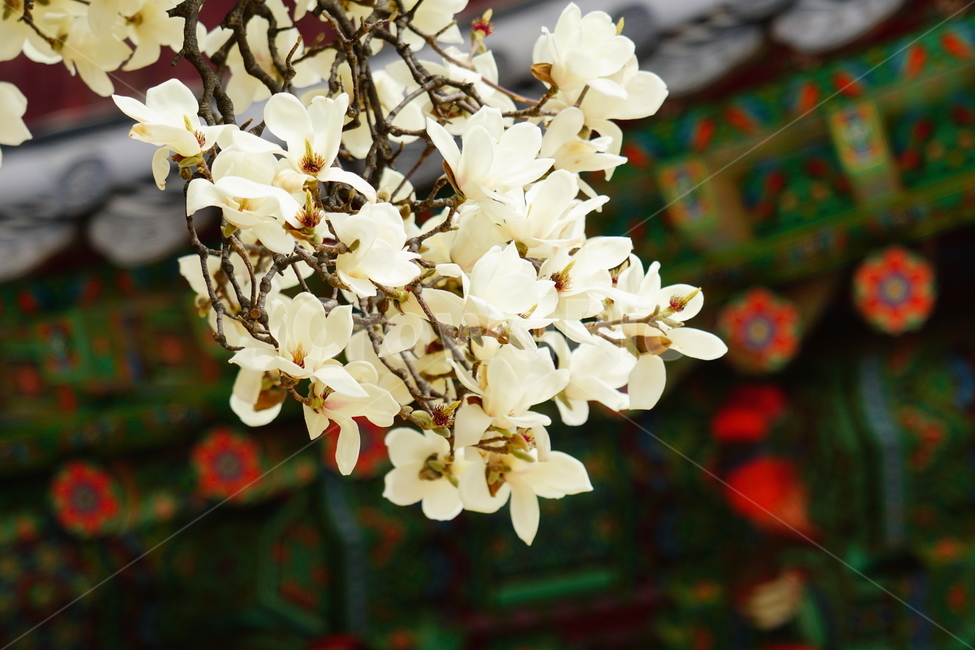 목련,봄꽃,한국자연,꽃,꽃사진,플라워,flower,봄,spring,식물,plants,자연,nature,풍경,landscape,계절,season,snap,스냅,접사,macro,closeup,클로즈업,감성사진,감성,힐링,healing,느낌,feel,feeling,꽃밭,화단,나무,나뭇가지,tree,꽃봉오리,4월,April,목련꽃,한옥,봄,계절,spring,season,식물,자연,plants,nature,꽃,flower,plant,blossom