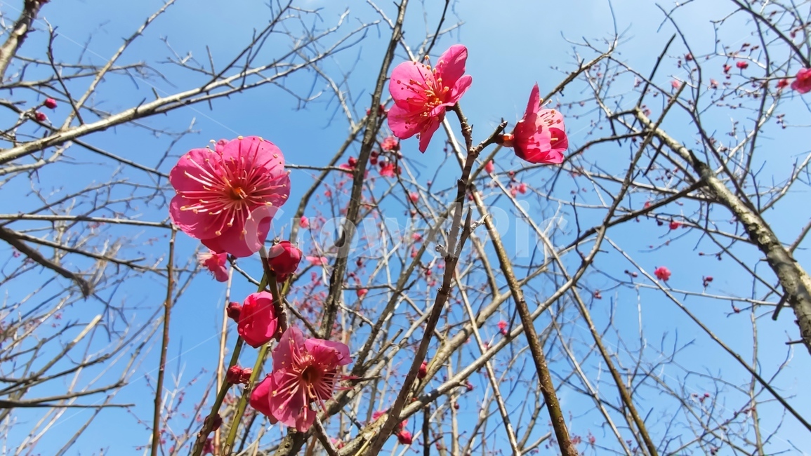 홍매화,매화,매화꽃,붉은매화꽃,홍매,자장매,maehwa,plant,식물,flower,blossom,꽃,식물,자연,plants,nature,꽃,flower