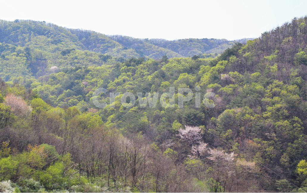 봄,산,나무,봄날,벚꽃,풍경,경치,배경,녹색,연두색,자연,생동,분홍,능선,봄,계절,spring,season,자연,풍경,nature,landscape,한국자연풍경,한국자연경관,korea nature landscape,outdoors,옥외,vegetation,초목,plant,식물