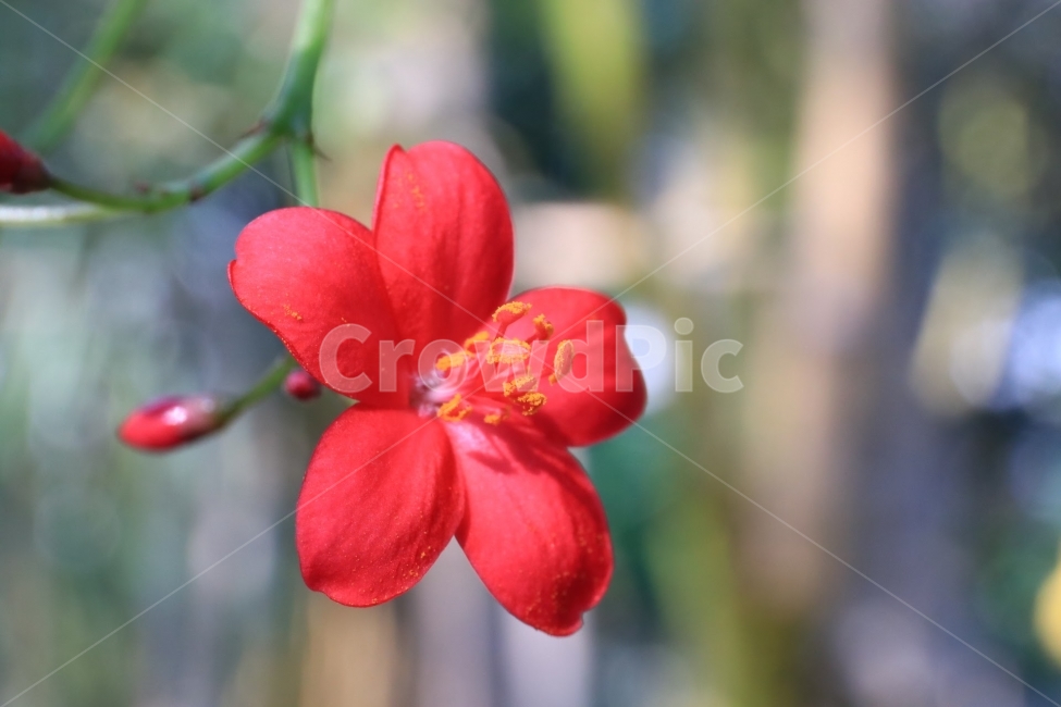 접사,꽃,열대,flower,꽃사진,식물,자연,plants,nature,꽃,flower