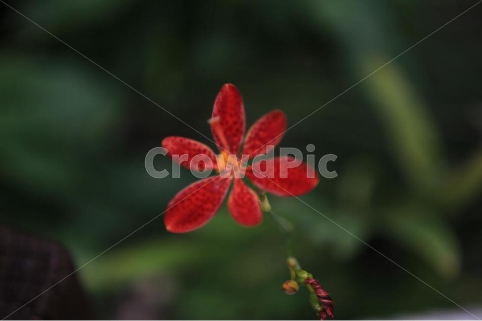 식물,꽃,식물원,화초,자연,식물,자연,plants,nature,꽃,flower