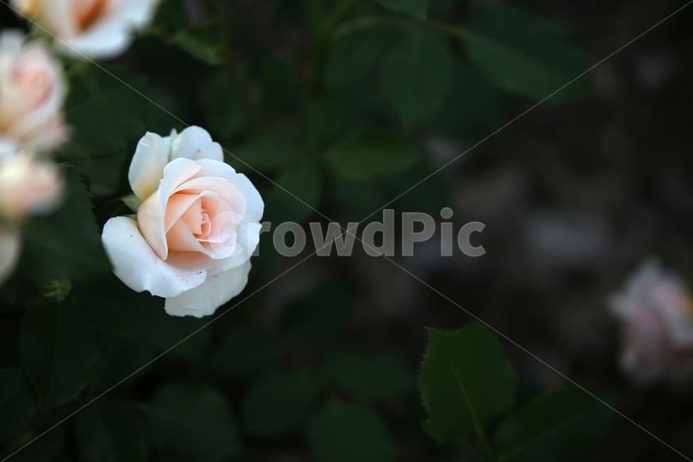 장미,꽃,rose,감성,흰장미,flower