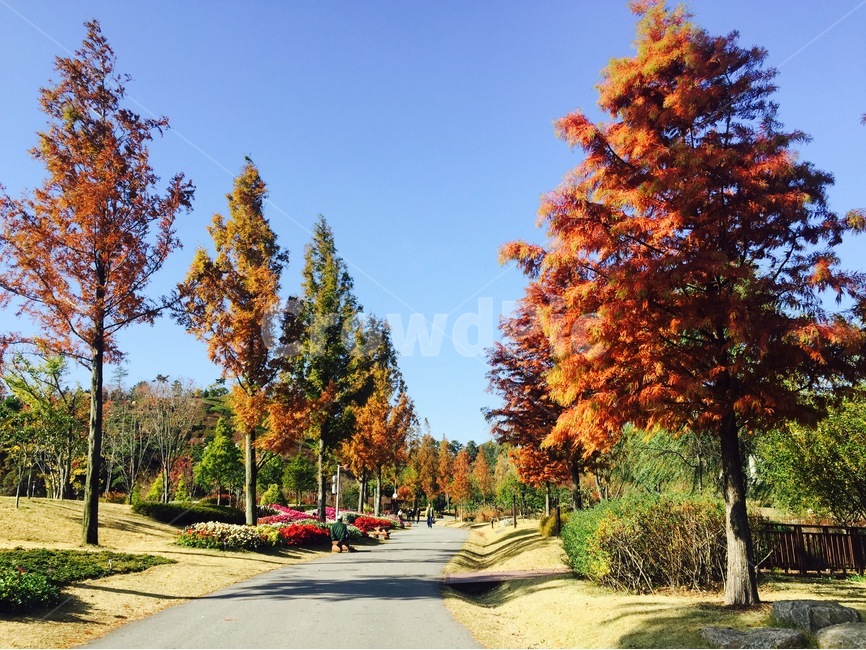 Korea,순천,단풍,가을,순천만국가정원,가을,계절,fall,autumn,season,자연,풍경,nature,landscape,한국자연풍경,한국자연경관,korea nature landscape,식물,plants,나무,trees,wood,tree,plant,road,도로