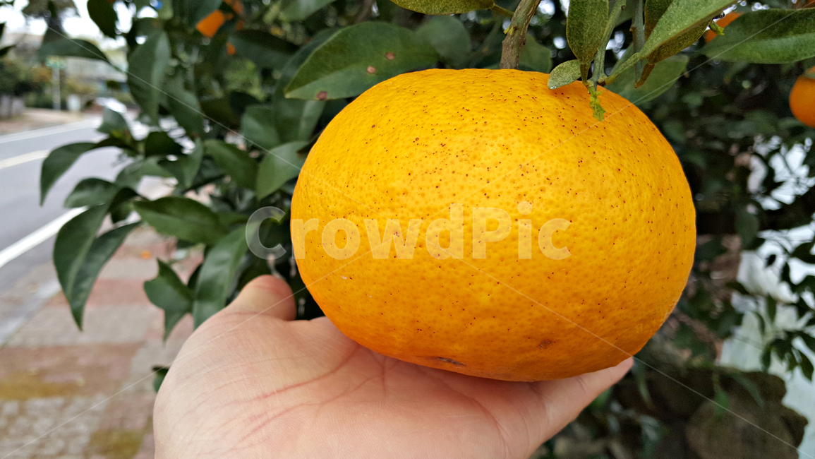 하귤,귤,과일,음식,감귤류과일,감귤,orange,fruit,plant,주황색,과일,열매,fruit