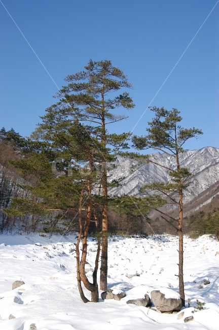 설악산,겨울,눈,설경,산,국립공원,산골,풍경,겨울풍경,골짜기,겨울이미지,설원,나무,소나무,자연,풍경,nature,landscape,겨울,계절,winter,season,plant,식물,tree,fir,전나무