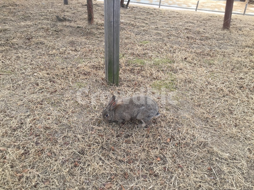 Rabbit leaving home,brown rabbit,rabbit,wild rabbit,hare