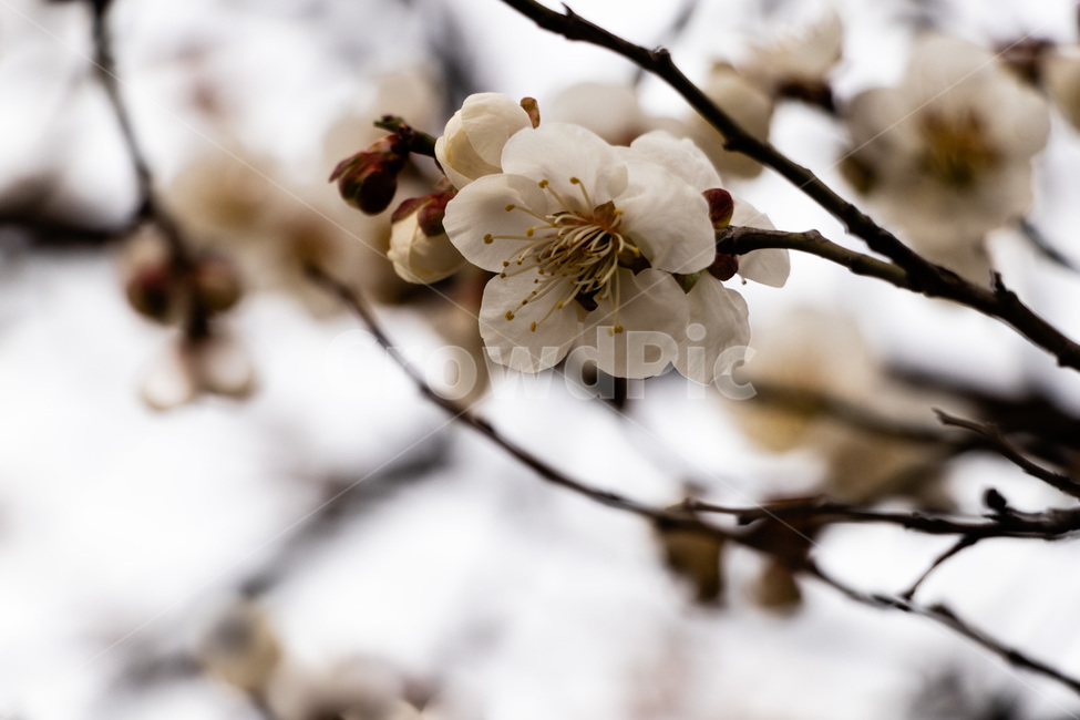 매화,매화꽃,매실꽃,백매화,흰매화,봄,계절,spring,season,식물,자연,plants,nature,꽃,flower,plant