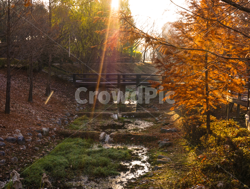 나무,공원,가을,단풍,낙엽,빛,햇살,자연,풍경,가을,계절,fall,autumn,season,자연,풍경,nature,landscape,flare,플레어,light,sunlight,햇빛