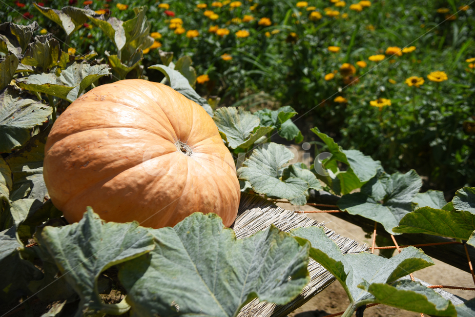 호박,늙은호박,큰호박,식물,가을,자연,pumpkin,plant,fall,nature,autumn,fruit