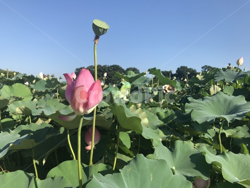 plant,식물,blossom,꽃,flower,nature,자연