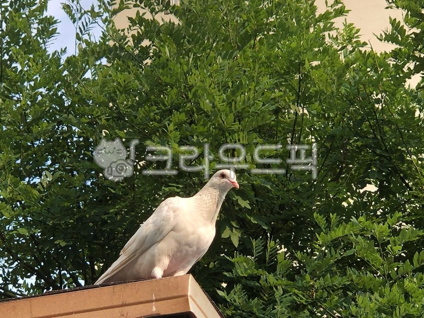 흰비둘기,비둘기,새,동물,조류,공원,자연,휴식,whitedove,pigeon,bird,animal,avian,park,nature,rest