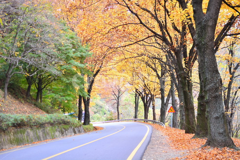 길,차길,도로,인도,road,carroad,나무,차도,아스팔트,맑음,자연,풍경,nature,landscape,asphalt,한국도로,한국,코리아,korea,southkorea,대한민국,땅,교통,교통수단,traffic,transportation,배경가을,계절,녹색,표지판,차,자동차,안내판,청남대,autumn,가을날씨,가을,계절,fall,autumn,season,자연,풍경,nature,landscape