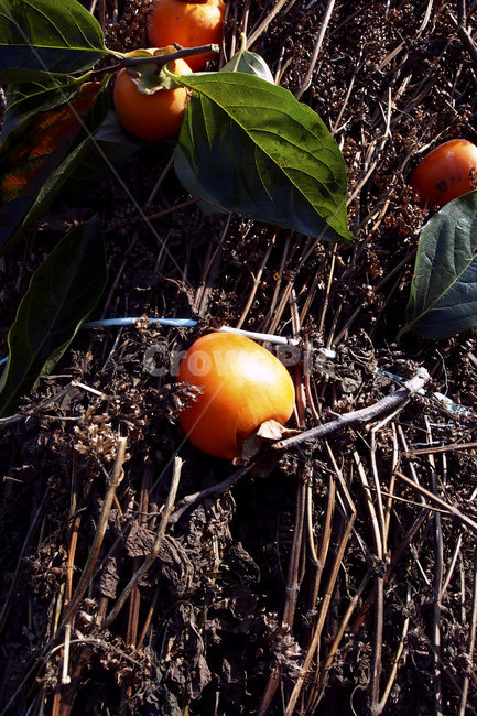 식물,감,음식,과일,fruit,persimmon,가을,food,autumn,plant