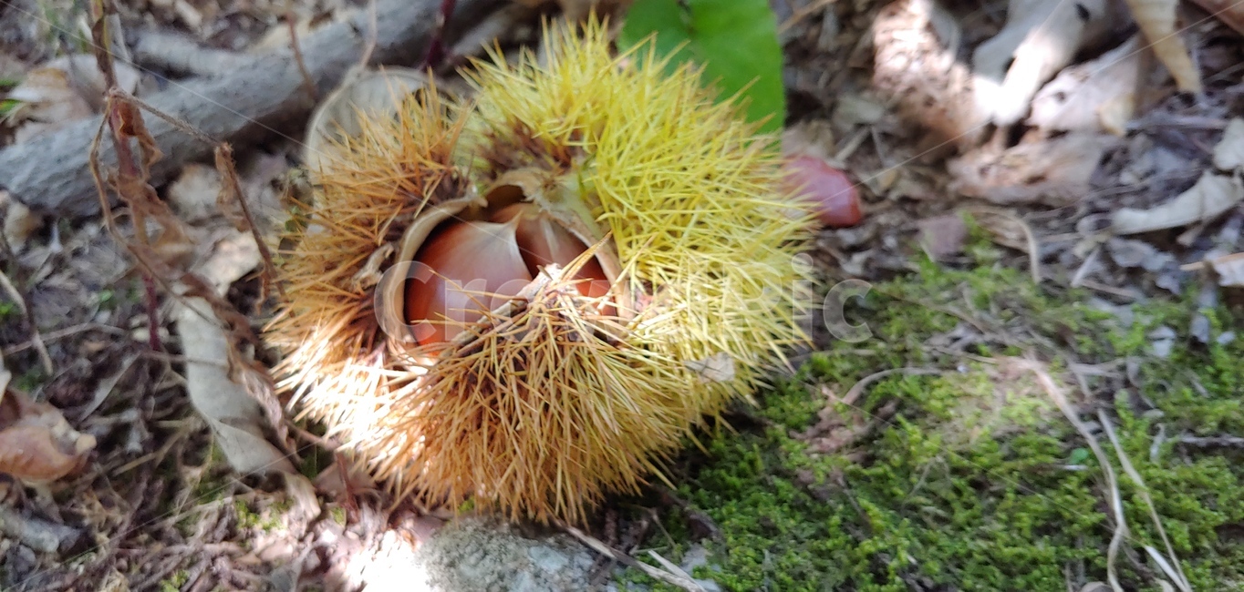 가을풍경,식물,밤,밤송이,가을,가을산,추석,밤톨,생밤,가을햇살,과일,열매,fruit