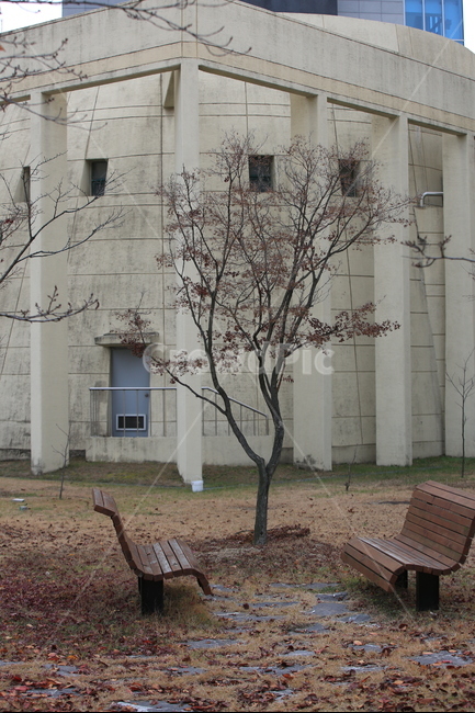 나무,빈의자,고독,기다림,가을,가을,계절,fall,autumn,season,식물,자연,plants,nature,나무,trees,wood,furniture,가구,bench,벤치