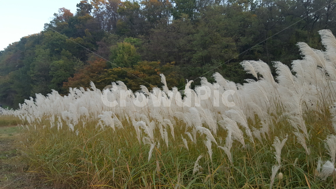 갈대,가을,강변,억새풀,식물,가을,계절,fall,autumn,season,grass,잔디,plant,lawn