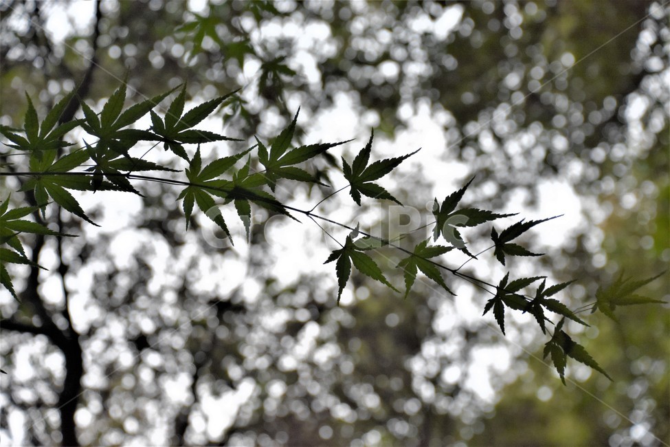 가을,식물,나무,자연,나뭇잎,식물,자연,plants,nature