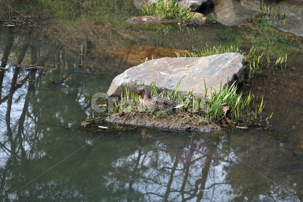 오리,자연,연못,방죽,바위,풀,duck,green,pond,rock,grass,보호색,생명,nature,동물,animal,조류,새,birds