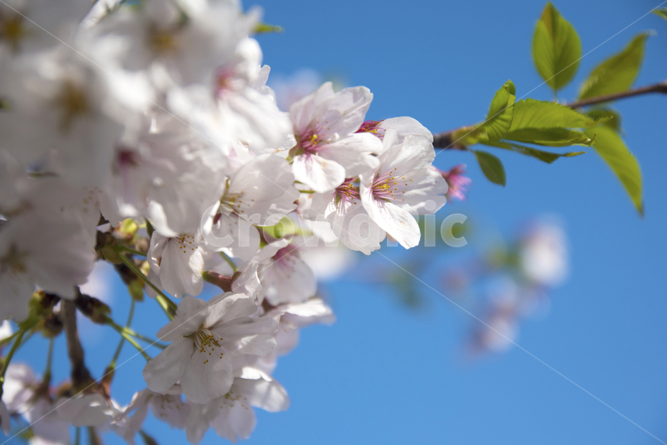 봄,벚꽃,하늘,계절,봄꽃,봄,계절,spring,season,식물,자연,plants,nature,꽃,flower,plant,blossom