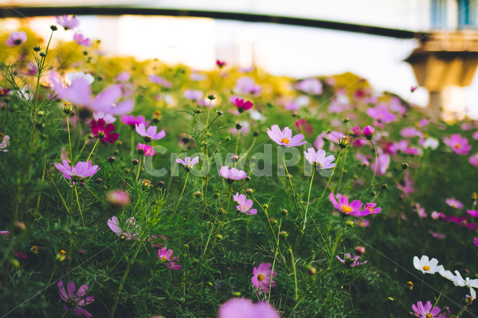코스모스,가을꽃,코스모스꽃밭,꽃밭,가을,가을풍경,fall,autumn,cosmos,flower,분홍코스모스,안양천,강변,자연,nature,landscape,가을,계절,fall,autumn,season,식물,자연,plants,nature,꽃,flower,field,들,outdoors,옥외,grassland,목초지,farm,농장,rural,농촌,geranium,제라늄,plant,blossom,meadow