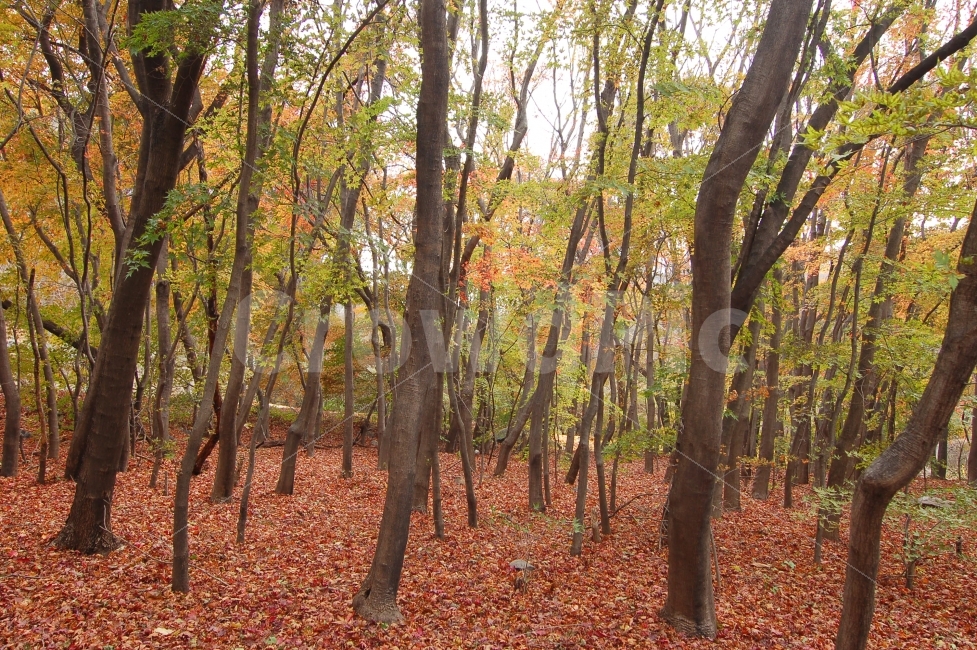 단풍,낙엽,가을,숲,산,나무,자연,나뭇잎,계절,식물,가을숲,자연,풍경,nature,landscape,가을,계절,fall,autumn,season,plant,tree,ground,바닥,tree trunk,나무 줄기