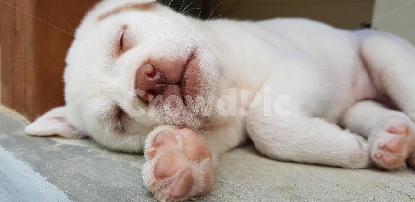 강아지,반려견,귀여운,동물,아기강아지,동물,animal,포유류,mammal,개,강아지,dog,doggy