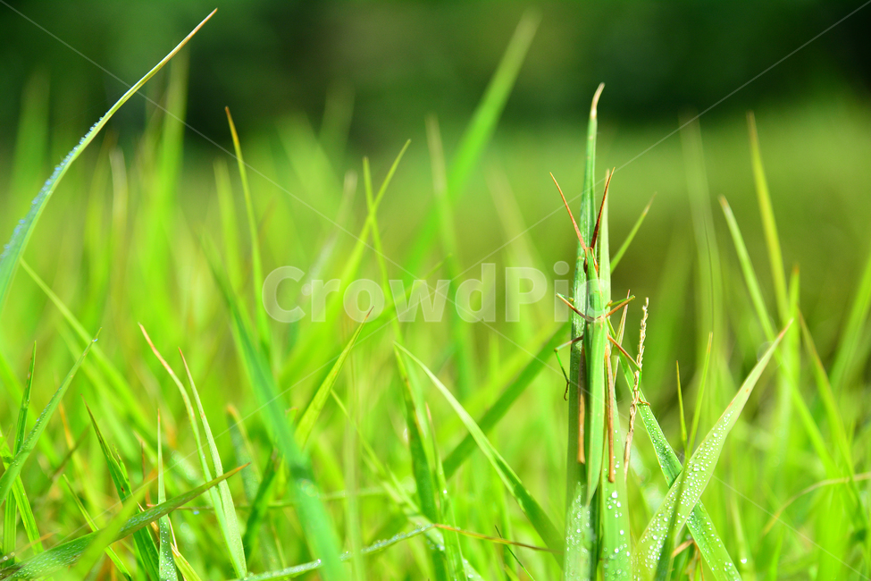 메뚜기,곤충,동물,풀밭,그린,초록,들판,풀잎,여름,잔디밭,식물,자연,plants,nature,동물,animal,곤충,벌레,insect,bug