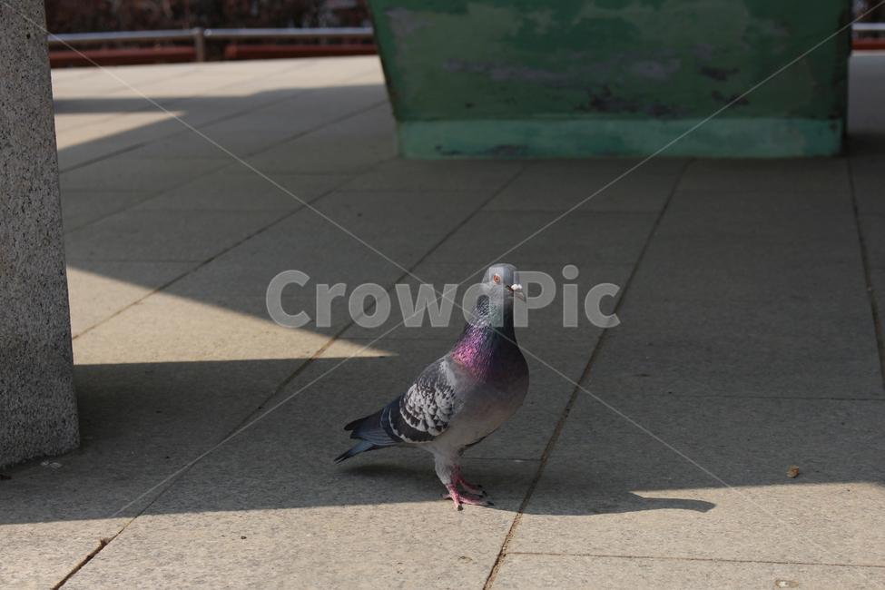 비둘기,새,알록달록,날개,비둘기측면,눈빛교화,eyecontact,pigeon,dove,bird,wing,doveside,colorful,동물,animal,조류,새,birds