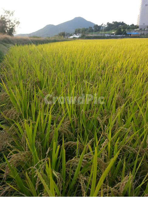 벼,황금들판,가을,수확,익은벼,자연,논,자연,풍경,nature,landscape,grassland,목초지,outdoors,옥외,field,들,vegetation,초목,plant,식물,paddy field,패디 필드
