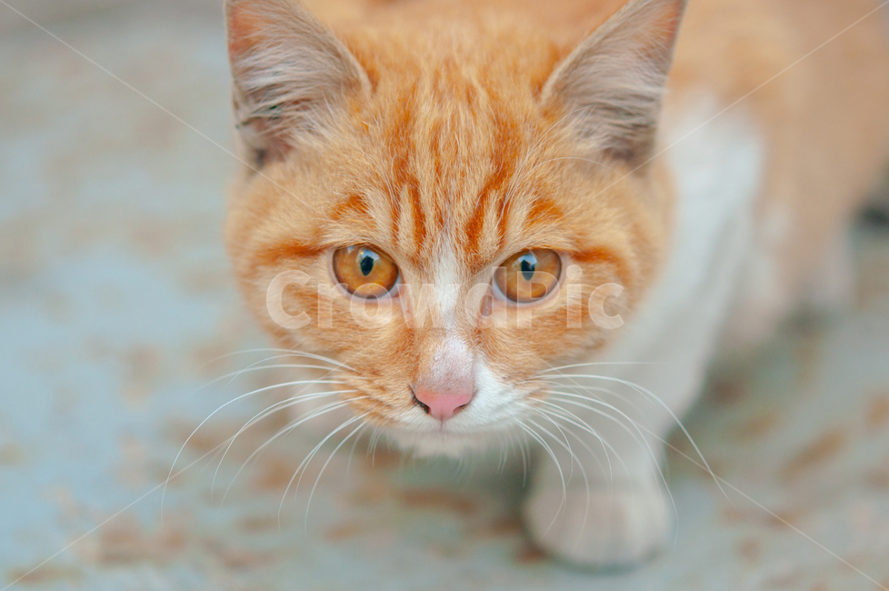 귀여운,수염,털,야생,배경,cute,beard,fur,wild,background,고양이,cat,애완동물,mammal,animal,동물,포유류,pet,manx,맨섬사람,동물,animal,포유류,mammal,고양이,cat,kitten,kitty