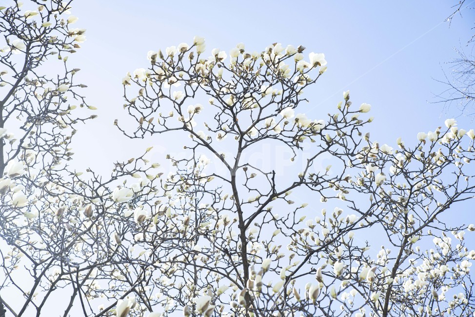 목련,목련나무,봄꽃,꽃나무,봄,꽃,식물,자연,plants,nature,꽃,flower