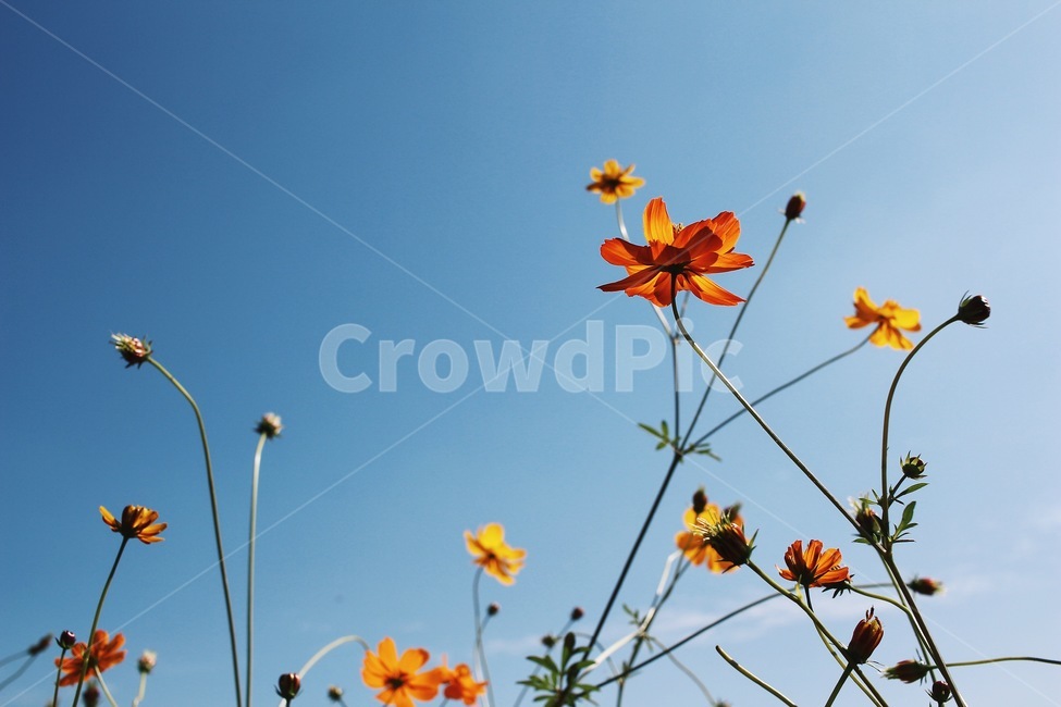 코스모스,하늘,농장,가을,꽃,꽃밭,당수동,가을,계절,fall,autumn,season,식물,자연,plants,nature,꽃,flower,plant,leaf,잎