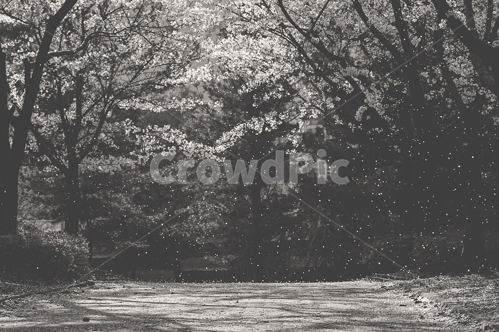 봄,spring,꽃,flower,벚꽃,cherryblossom,낙화,흑백,봄,계절,spring,season,자연,풍경,nature,landscape,감성,sensible,feeling,흑백,모노톤,monochrome,black and white,tree,나무,plant,식물