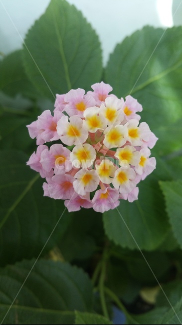 꽃,자연,아름다움,식물,개화,활짝,flower,플라워
