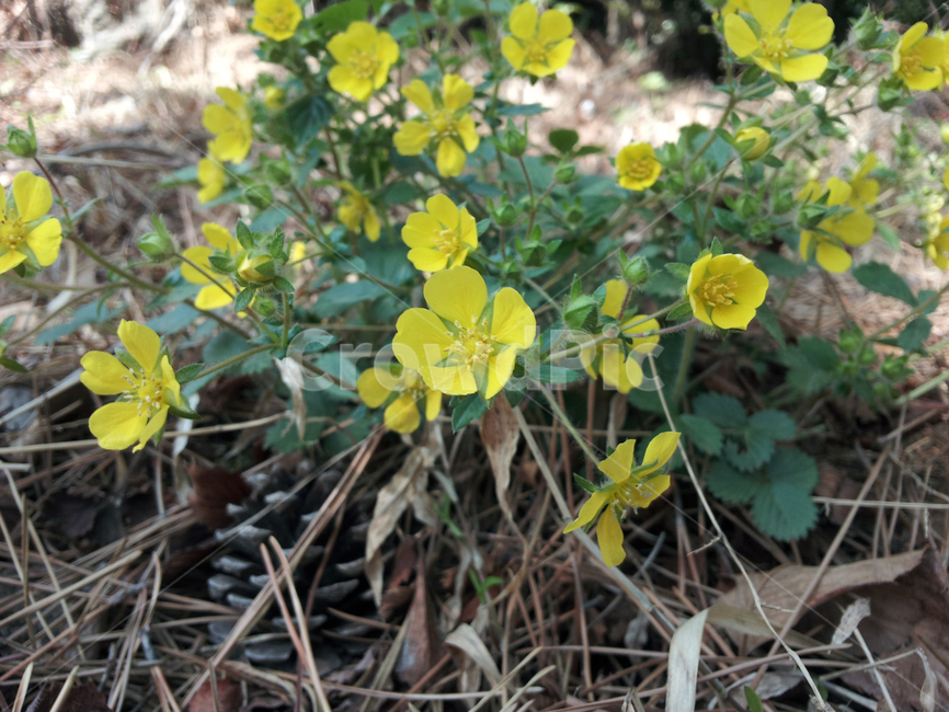 plant,식물,노랑꽃,꽃,들꽃,야생화,blossom,flower,산책,자연,nature,양지꽃,클로즈업,식물,자연,plants,nature,꽃,flower