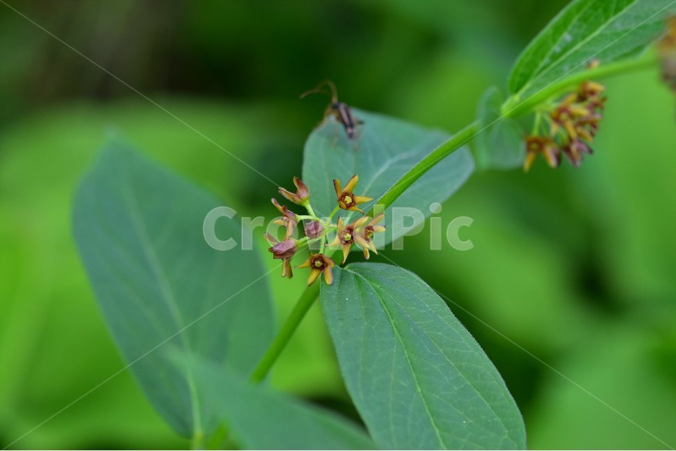 선백미꽃,야생화,꽃,식물,자연,생태,플라워,flower,plants,nature,식물,자연,plants,nature,꽃,flower
