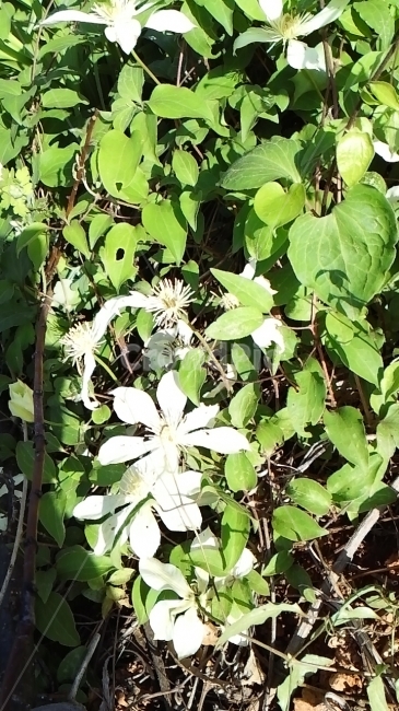 약초,흰꽃,덩굴식물,자연,식물,식물,자연,plants,nature,꽃,flower
