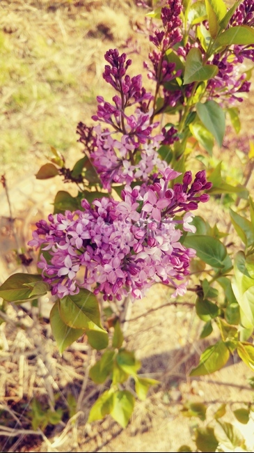 꽃,식물,보라,들꽃,flower,봄,봄꽃,blossom,보라색꽃
